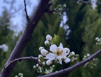 Bosna Hersek iPhone Fiyatları - iPhone 14 Fiyatları