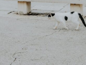 Kediye Çip Taktırmak Fiyatı - Tarım Bakanlığı