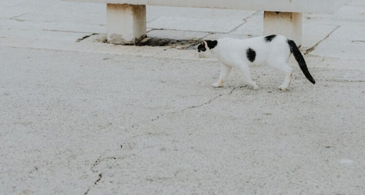 Kediye Çip Taktırmak Fiyatı - Tarım Bakanlığı