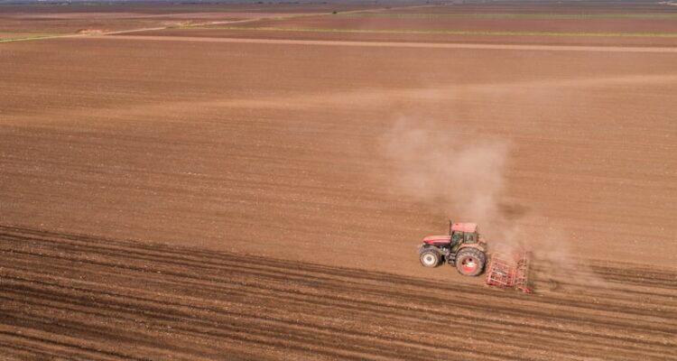 Kızıltepe Buğday Fiyatı
