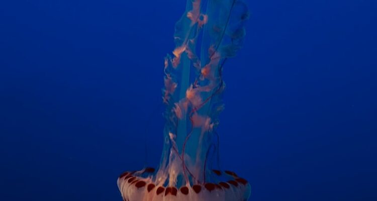 Kızıltepe Zahireciler - Bölgenin Hububat Ticaret Merkezi