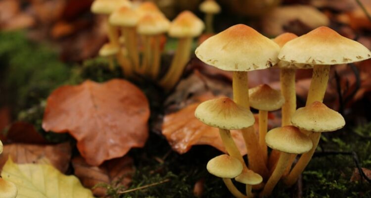 Kumluca Hal Fiyatları - Sebze ve Meyve Hal Fiyat Listesi