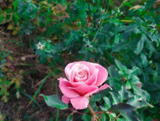 Malatya Hal Fiyatları - Sebze Ve Meyve Hali Fiyat Listesi