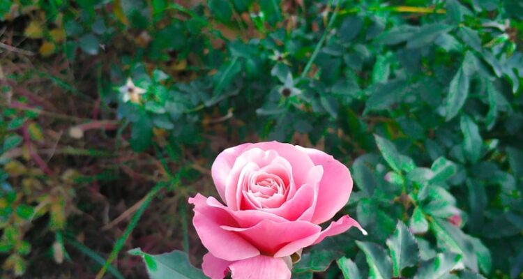 Malatya Hal Fiyatları - Sebze Ve Meyve Hali Fiyat Listesi