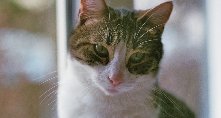 Marla Makaron Filtre Fiyatları - Toptan Makaron Fiyatı