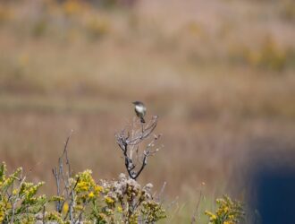 Medoff Votka Fiyatı - Medoff Vodka En Güncel Fiyatlar