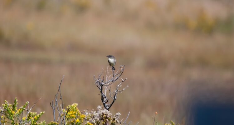 Medoff Votka Fiyatı - Medoff Vodka En Güncel Fiyatlar