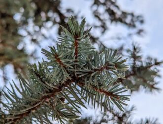 Moldova Telefon Fiyatları - Moldova iPhone Fiyatları - Güncel!