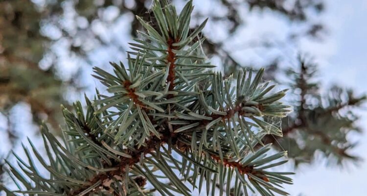 Moldova Telefon Fiyatları - Moldova iPhone Fiyatları - Güncel!