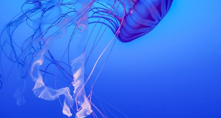 Playstation 6 Ne Zaman Çıkacak - Fiyatları - Özellikleri - Tasarımı?