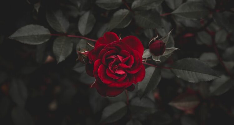 Rose Şarap Fiyat - Mateus Rose Şarap Türkiye Fiyatı