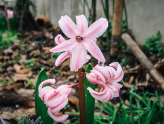Sarı Zeybek Rakı Fiyatı - En Güncel!