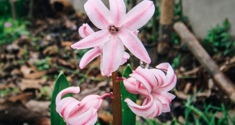 Sarı Zeybek Rakı Fiyatı - En Güncel!