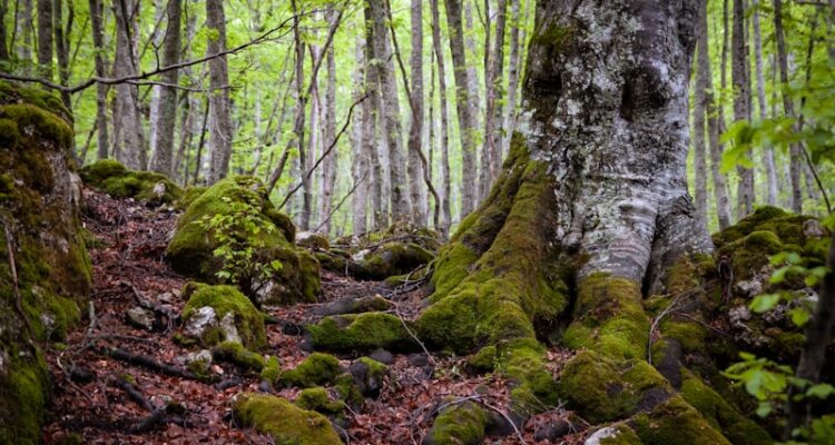 Tekeli Hal Fiyatları - Tekmen Hal Fiyatları - Bozyazı Güncel Liste