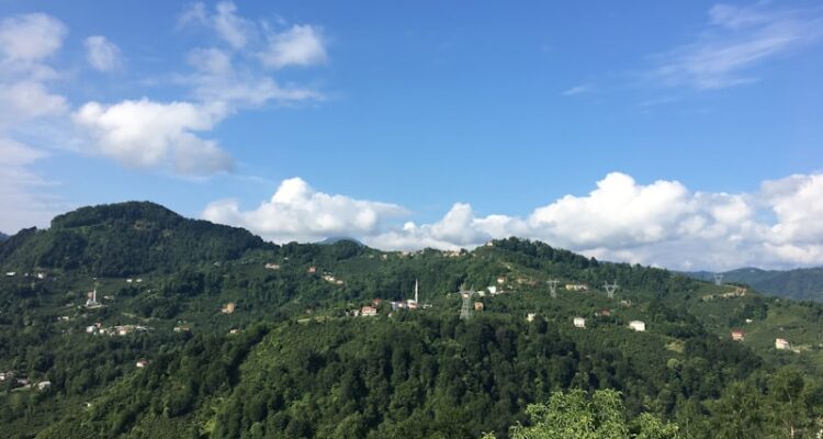 Trabzon Hal Fiyatları - Trabzon Balık Hali Fiyatları Güncel!