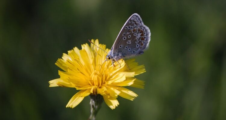 Vertu Hedef Fiyat - Vertu Temettü Tahmini - Güncel!