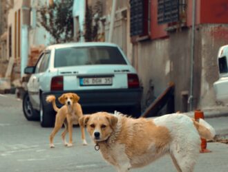 Yavru Köpek Aşı Fiyatları Ve Takvimi