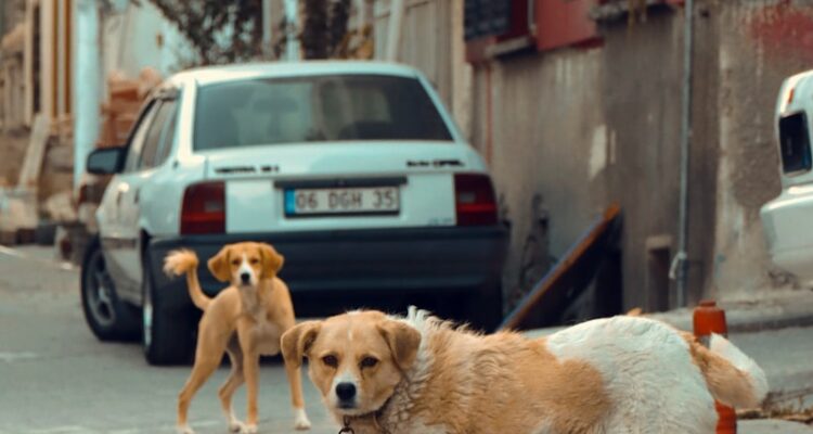 Yavru Köpek Aşı Fiyatları Ve Takvimi